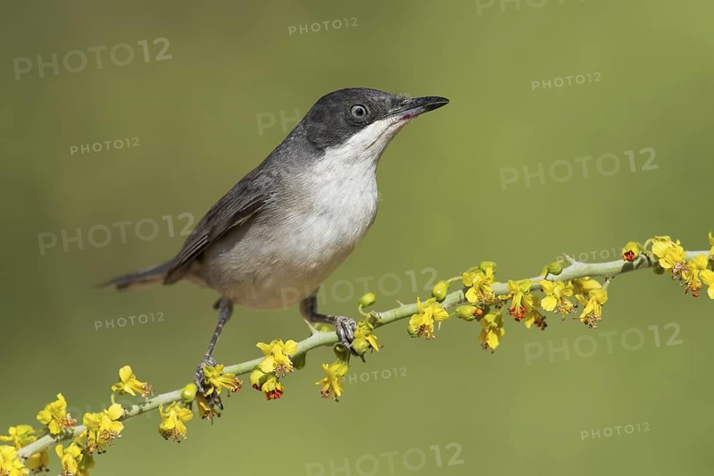 Eastern Orphean Warbler (Sylvia crassirostris) male, Eilat, Israel
