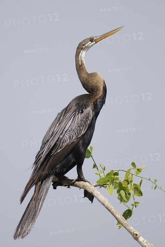 Oriental Darter (Anhinga melanogaster), Sri Lanka