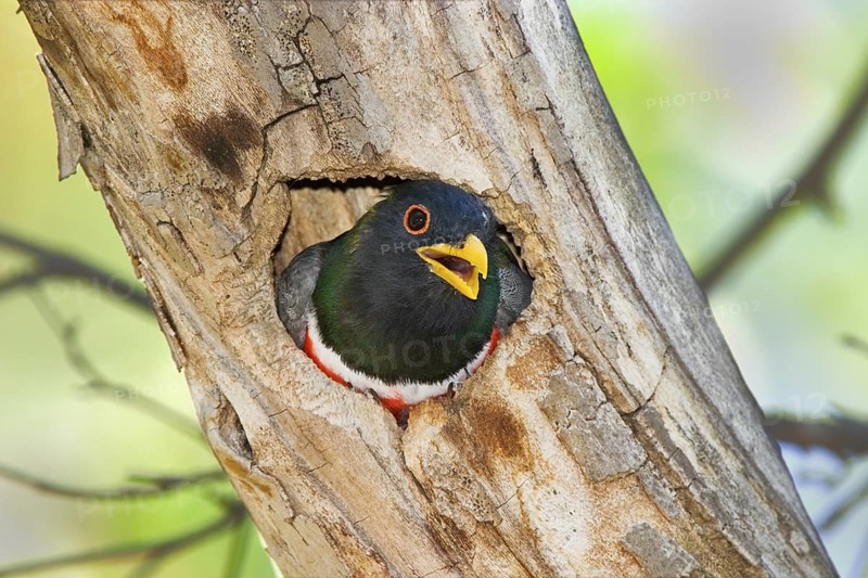 Elegant Trogon Trogon elegans Chiricahua Mountains, Cochise County, Arizona, United States 4 June Adult Male Trogonidae