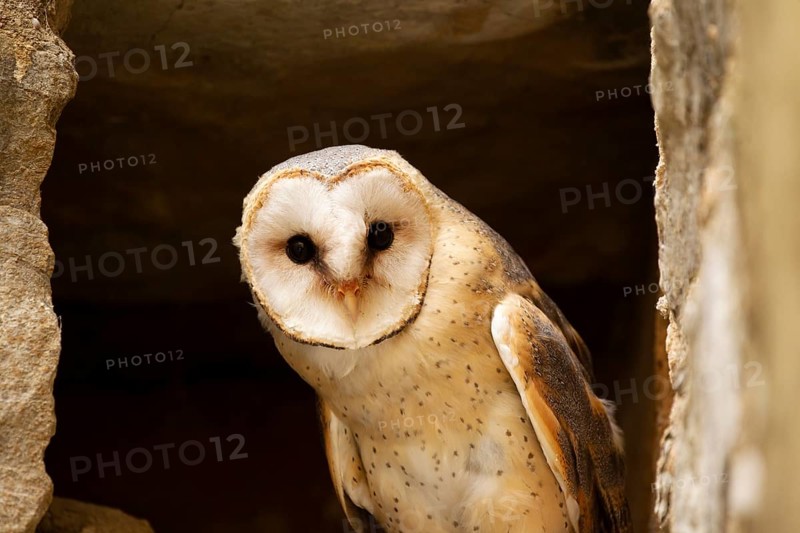 Western Barn Owl (Tyto alba) captive, Germany