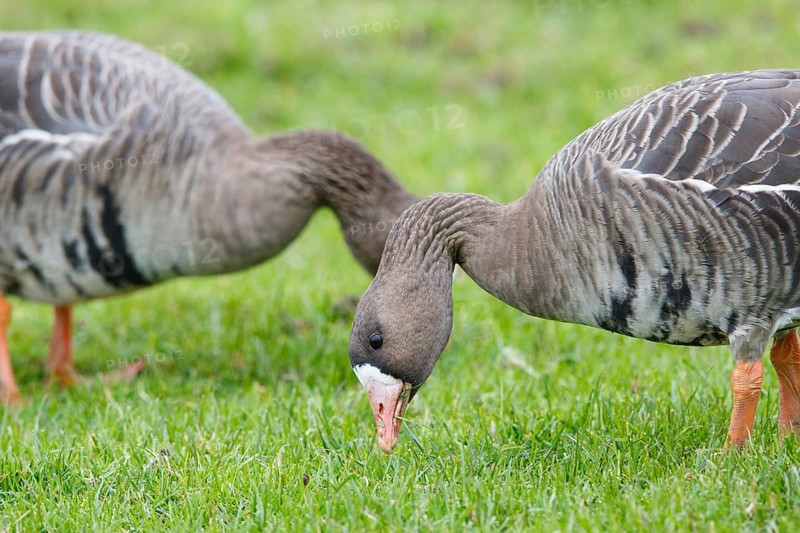 Greater White-fronted Goose (Anser albifrons) foraging, North Rhine-Westphalia, Germany