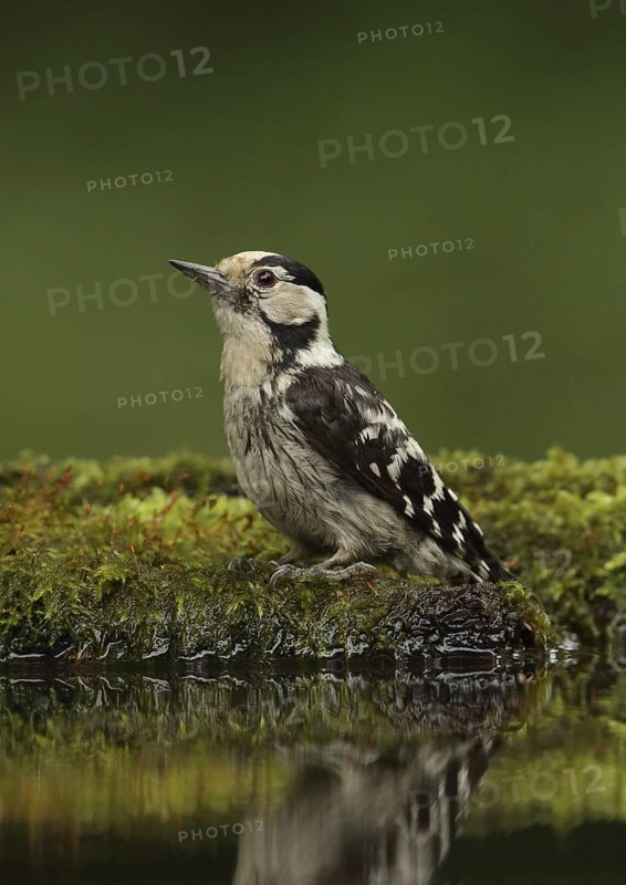Lesser Spotted Woodpecker (Dryobates minor) female, Hungary