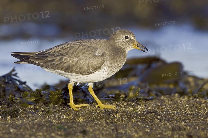 Surfbird (Calidris virgata), British Columbia, Canada