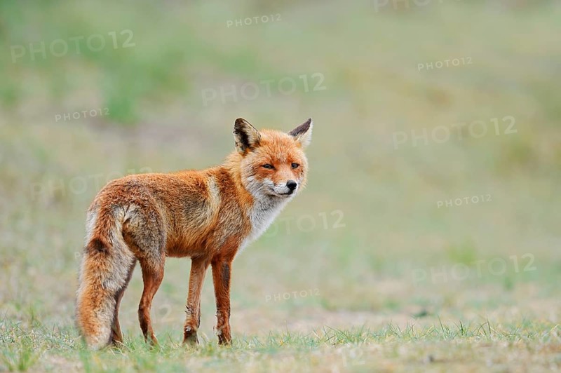 Red fox (Vulpes vulpes), North Holland, Netherlands