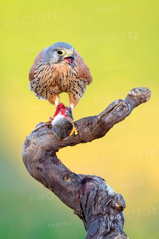 Common Kestrel (Falco tinnunculus) male with prey, Castile-La Mancha, Spain