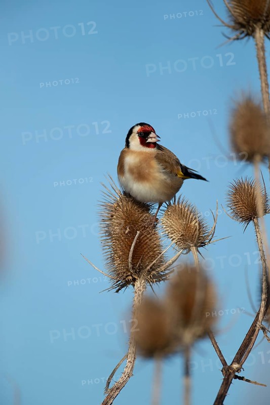 European goldfinch (Carduelis carduelis) adult bird on a Teasel (Dipsacus fullonum) seedhead, Lincolnshire, England, United Kingdom