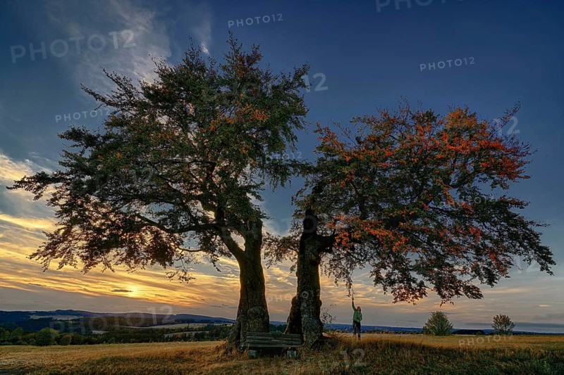 Germany, Upper Franconia, Presseck, cold perennial, a pair of beech trees, beech, two beech trees, bank, Presseck, Oberfanken, Federal Republic of Germany