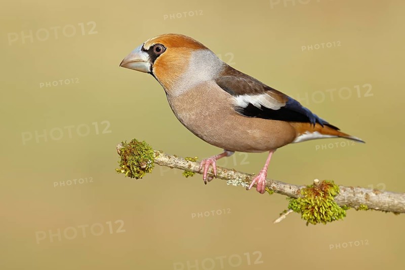 Hawfinch (Coccothraustes coccothraustes), male, sitting on a branch overgrown with moss, North Rhine-Westphalia, Germany