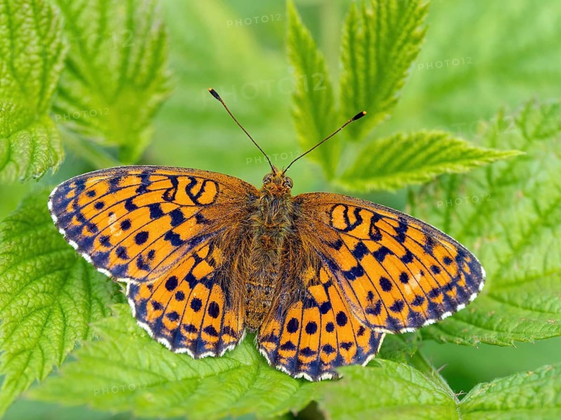 Meadowsweet Fritillary, Meadowsweet Fritillary, Violet Fritillary, (Brenthis ino), Noble Butterfly, Butterfly, Butterfly, Insect, Macro, Black Forest, Feldberg-Region, Baden-Württemberg, Germany