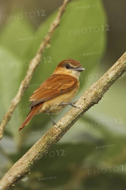 Cinnamon Becard (Pachyramphus cinnamomeus), Ecuador