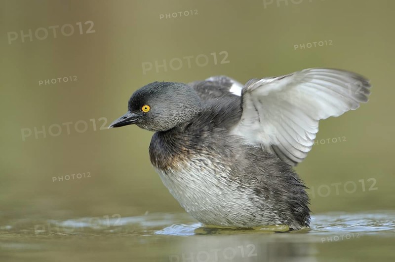 Least Grebe (Tachybaptus dominicus), Texas, USA