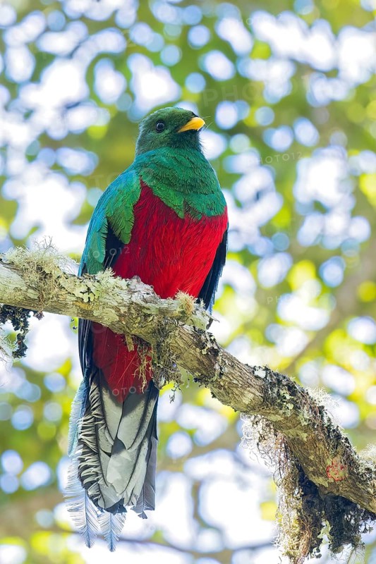 White-tipped Quetzal (Pharomachrus fulgidus) perched on a branch in Colombia, South America