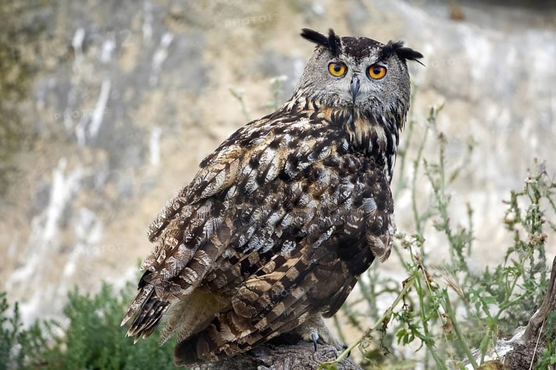 Eurasian Eagle-Owl (Bubo bubo), Saxony-Anhalt, Germany