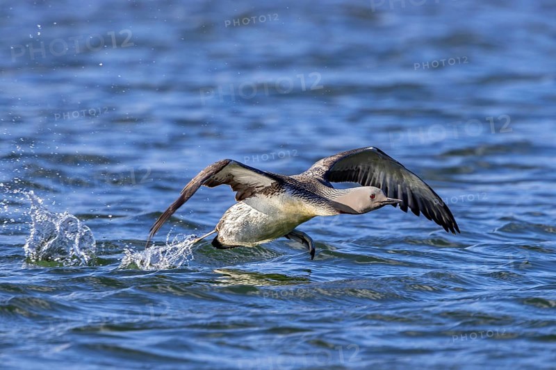 Red-throated loon, red-throated diver (Gavia stellata) adult in breeding plumage taking off from lake in summer, Svalbard, Spitsbergen