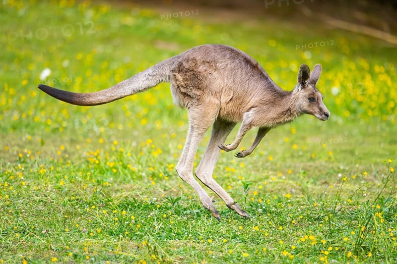 Eastern Gray Kangaroo (Macropus giganteus) running on a meadow, captive, Germany