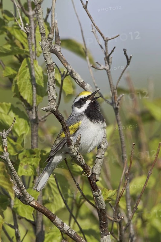 Golden-winged Warbler (Vermivora chrysoptera) singing, Ontario, Canada