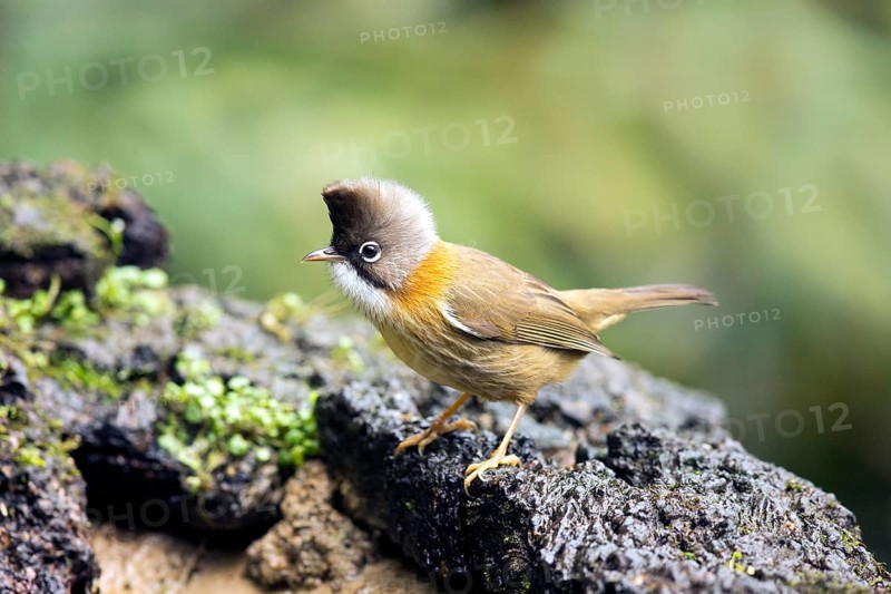 Whiskered Yuhina (Yuhina flavicollis), Yunnan, China