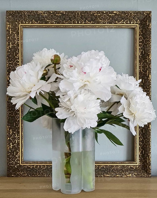 White peonies (Paeonia officinalis) in a structured vase with a classic frame in the background on a sideboard, Siegen