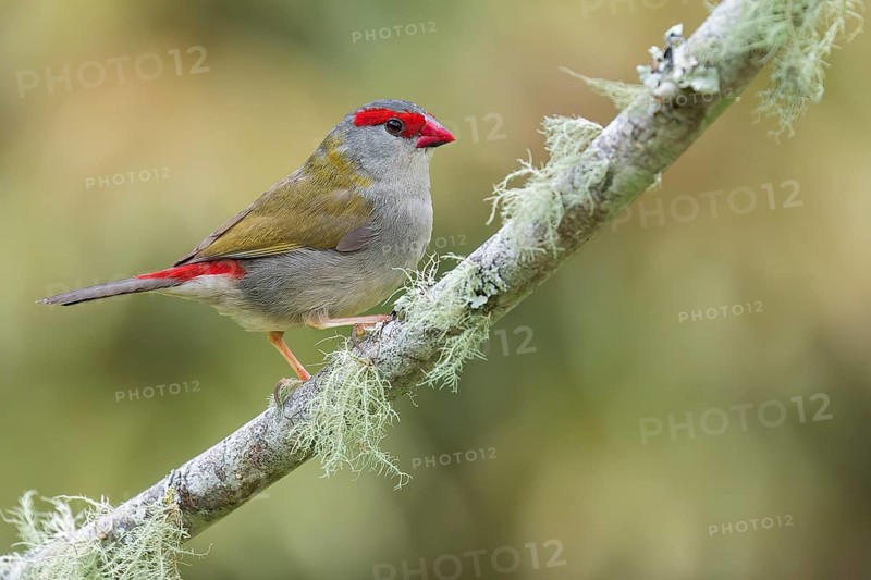 Red-browed Finch (Neochmia temporalis) perched on a branch in eastern Australia