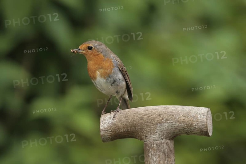 European Robin (Erithacus rubecula), Lower Saxony, Germany