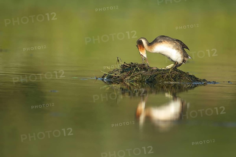 Great Crested Grebe (Podiceps Scalloped ribbonfish) with brood on the nest, island in the water, Los Barruecos, Malpartida de Caceres, Caceres, Extremadura, Spain