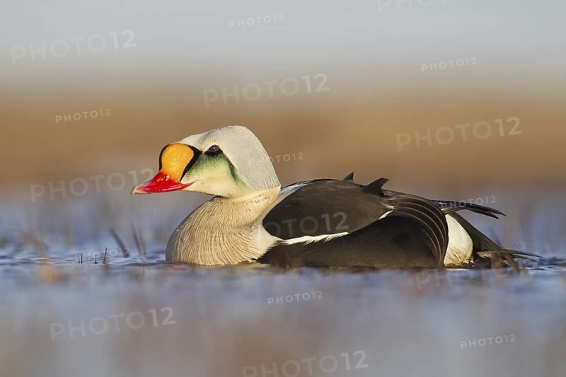 King Eider (Somateria spectabilis) male, Alaska, USA