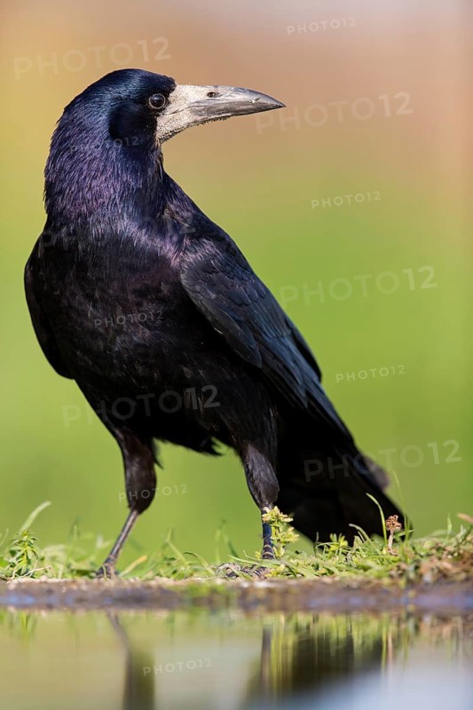 Saatkrähe, Rook, Corvus frugilegus, Corbeau freux, Graja