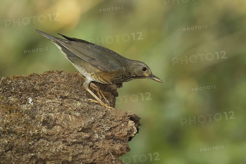 Japanese Thrush (Turdus cardis) female, Doi Ang Khang, Thailand