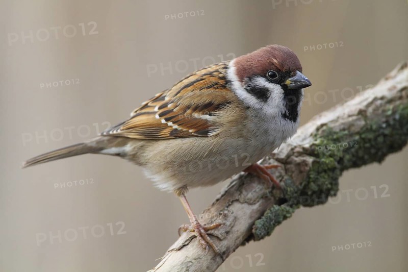 Eurasian Tree Sparrow (Passer montanus), Lower Saxony, Germany