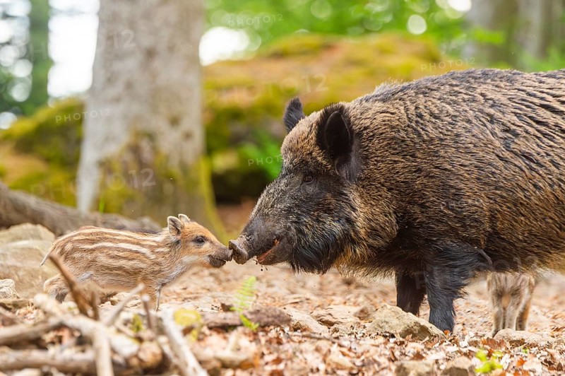 Wild boar (Sus scrofa) mother with her piglets (Squeaker) in a forest, Bavaria, Germany