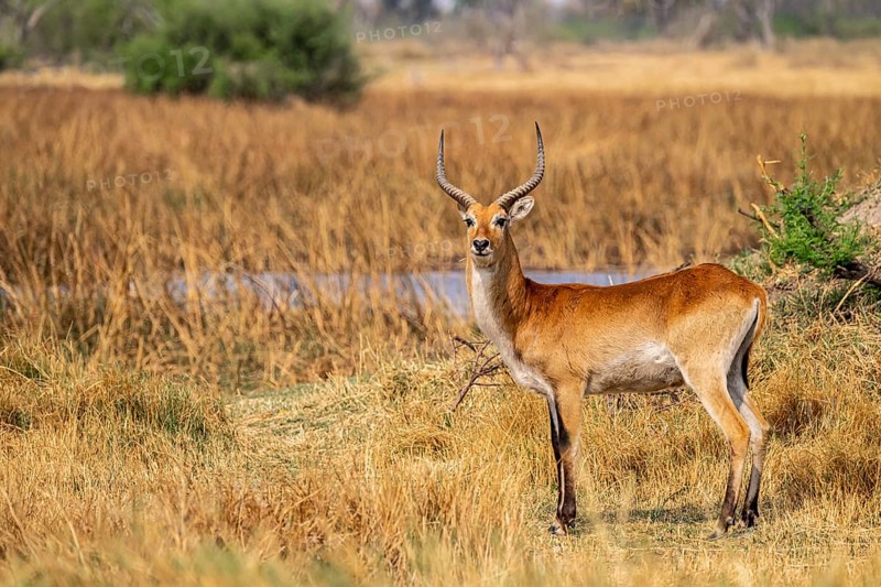 Letschwe or lychee moor antelope (Kobus leche), adult male, Xakanaxa, Okavango Delta, Moremi Game Reserve, Botswana