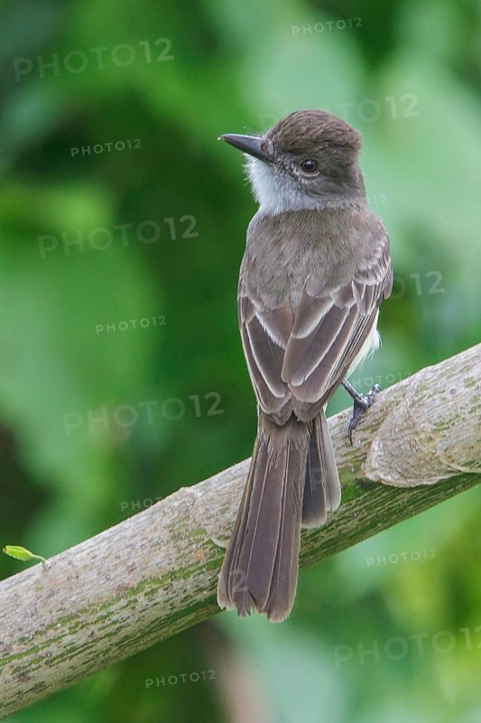 Perched on a branch in Manu National Park, Peru