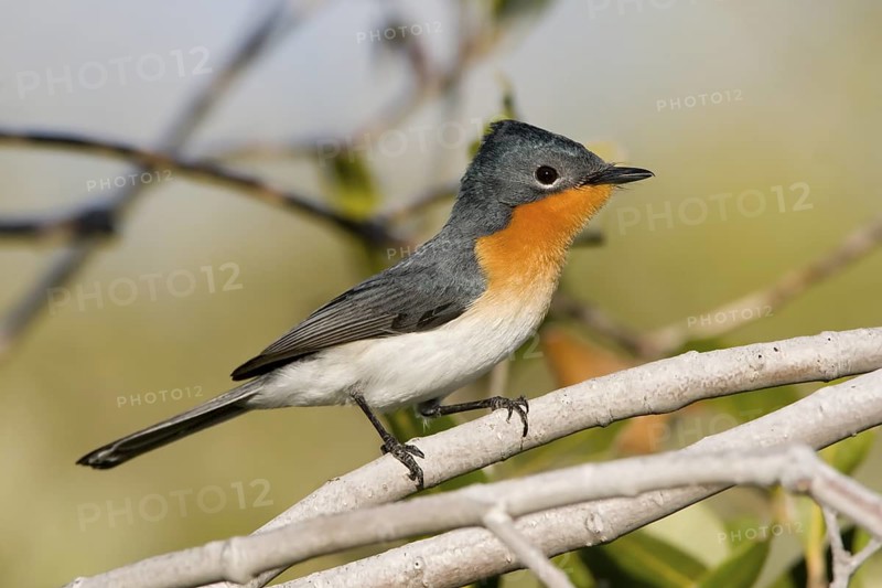 Broad-billed Flycatcher (Myiagra ruficollis), Western Australia, Australia