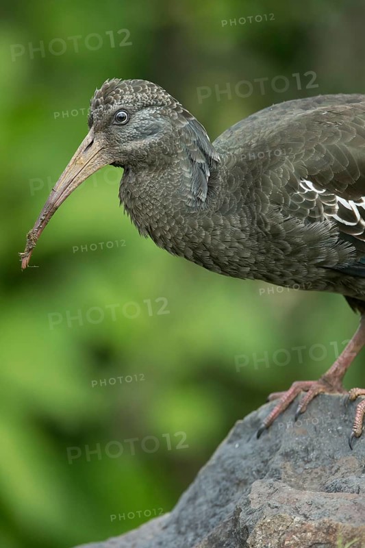 Wattled Ibis (Bostrychia carunculata), Sheka Forest Biosphere Reserve, Ethiopia