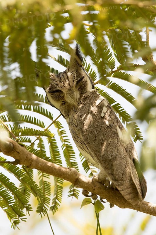 Northern White-faced Owl (Ptilopsis leucotis), Gambia
