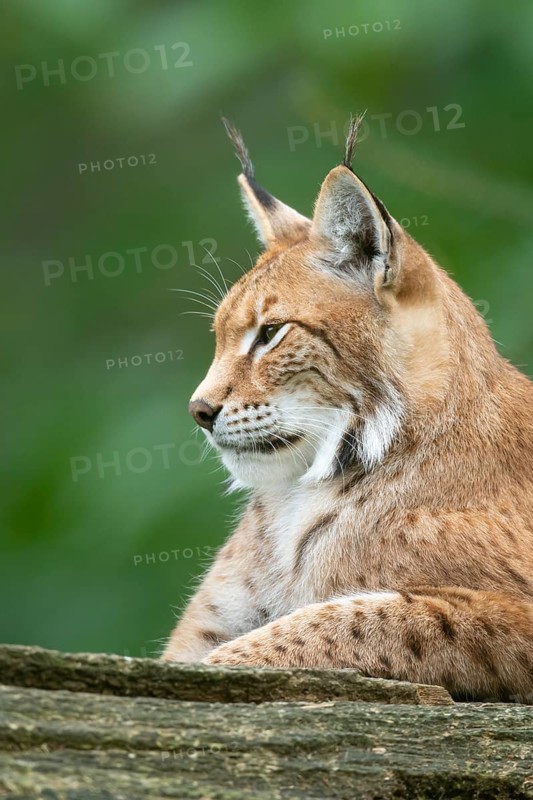 Portrait of a lynx (Lynx lynx), Haltern, North Rhine-Westphalia, Germany