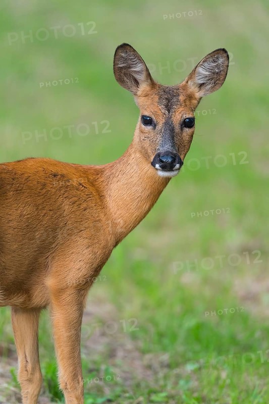 Roe Deer (Capreolus capreolus), female, portrait, Hesse, Germany