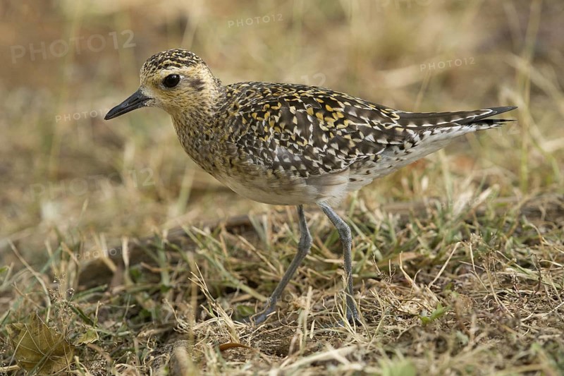 A Pacific Golden-Plover (Pluvialis fulva) on a mowed field at the Diamond Head caldera Hawaii