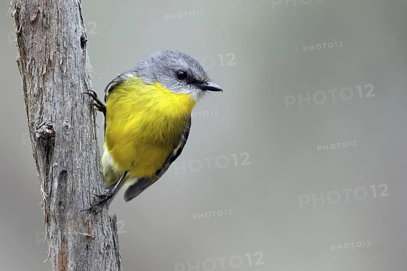 Eastern Yellow Robin (Eopsaltria australis), Victoria, Australia