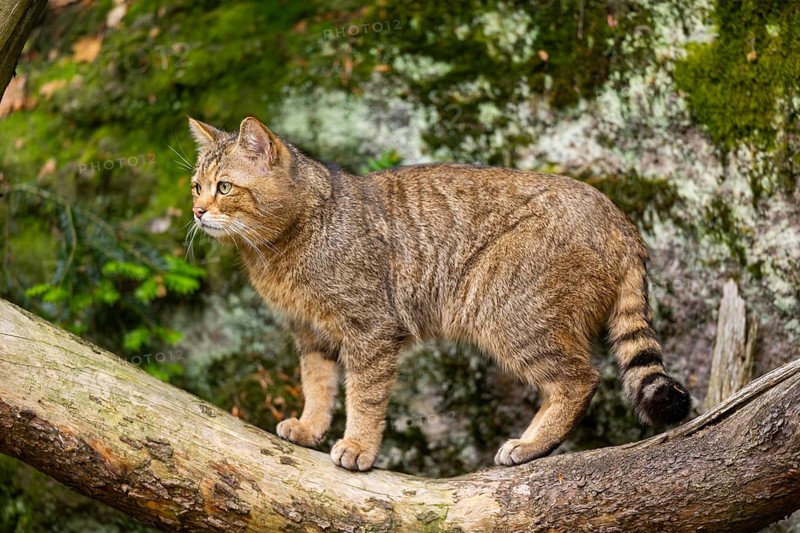 European wildcat (Felis silvestris silvestris) standing in a forest, Bavaria, Germany