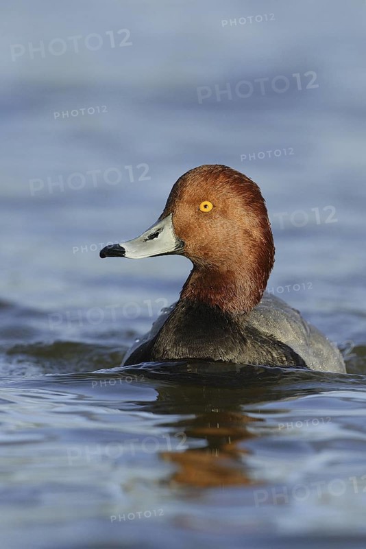 Redhead (Aythya americana) male, Arizona, USA