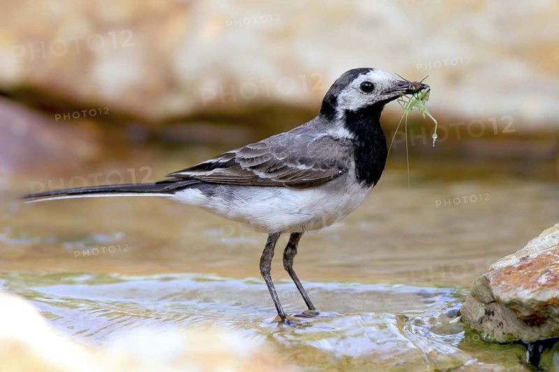 White Wagtail (Motacilla alba), Baden-Wuerttemberg, Germany