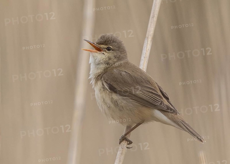 Eurasian Reed Warbler (Acrocephalus scirpaceus) singing in reedbed, Wales, United Kingdom