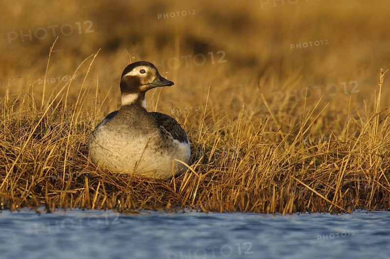 Long-tailed Duck (Clangula hyemalis) female, Alaska, USA
