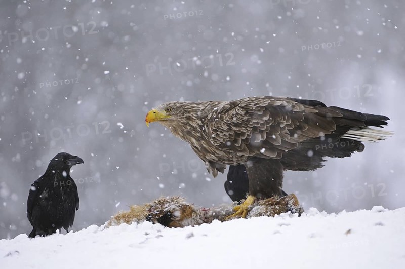 White-tailed Eagle (Haliaeetus albicilla), Norway