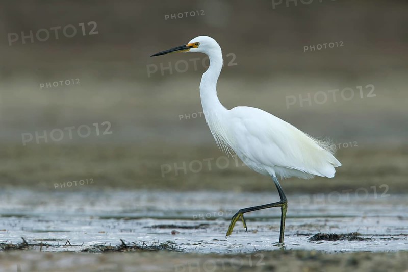 Little Egret (Egretta garzetta) foraging, Victoria, Australia