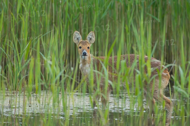 Chinese water deer (Hydropotes inermis) adult animal in a reedbed in spring, RSPB Strumpshaw fen, Norfolk, England, United Kingdom