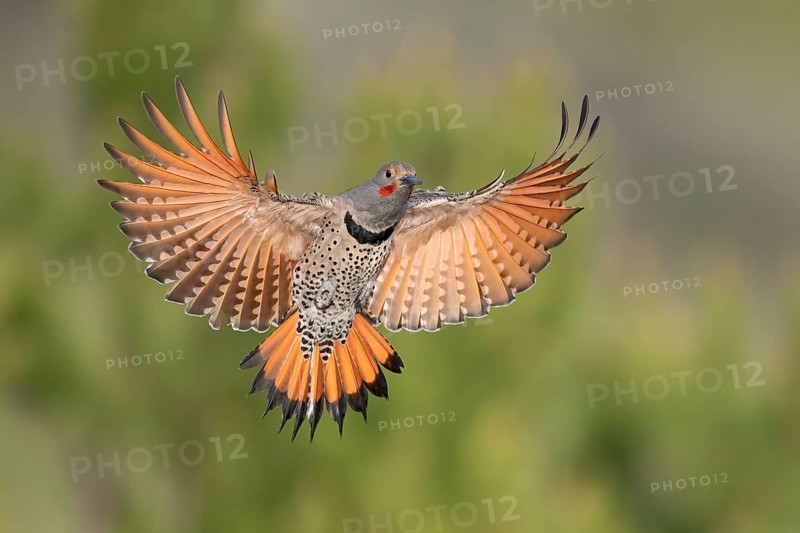 Northern Flicker (Colaptes auratus) male flying, British Columbia, Canada
