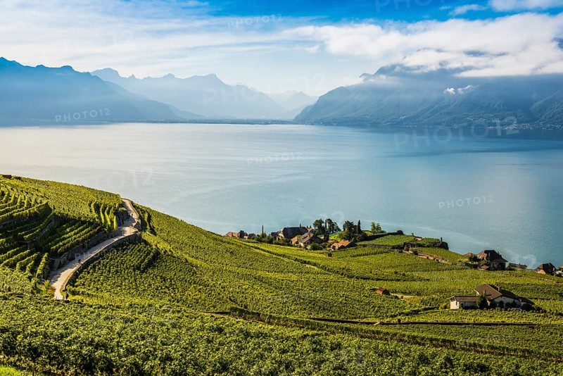 Picturesque village in the vineyards by the lake, Rivaz, Lavaux, UNESCO World Heritage Site, Lake Geneva, Lac Léman, Canton of Vaud, Switzerland