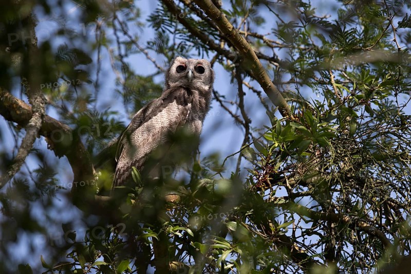 Verreaux's Eagle-Owl (Bubo lacteus) flightless juvenile perched in a tree, Queen Elizabeth National Park, Uganda